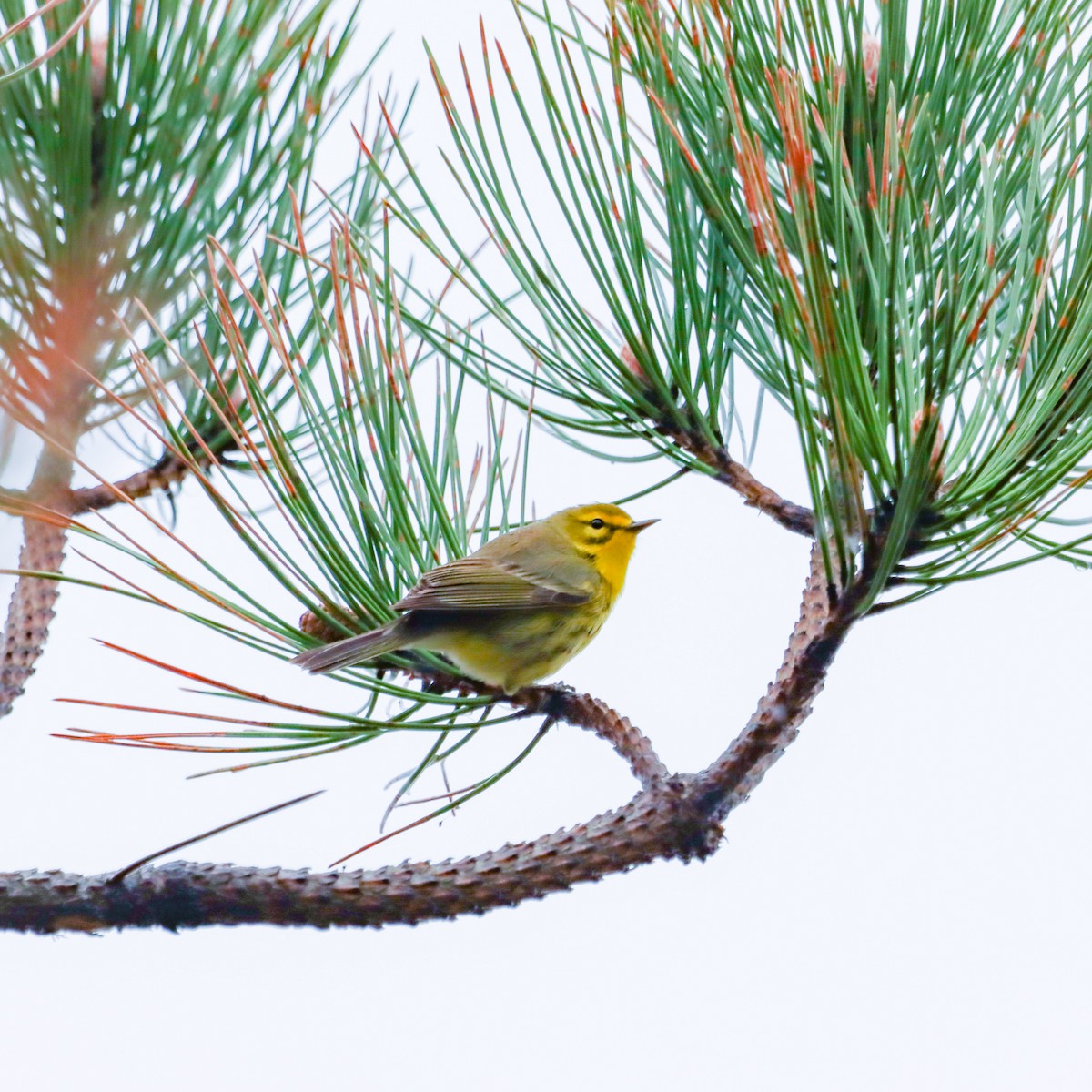 Prairie Warbler - ML634944958