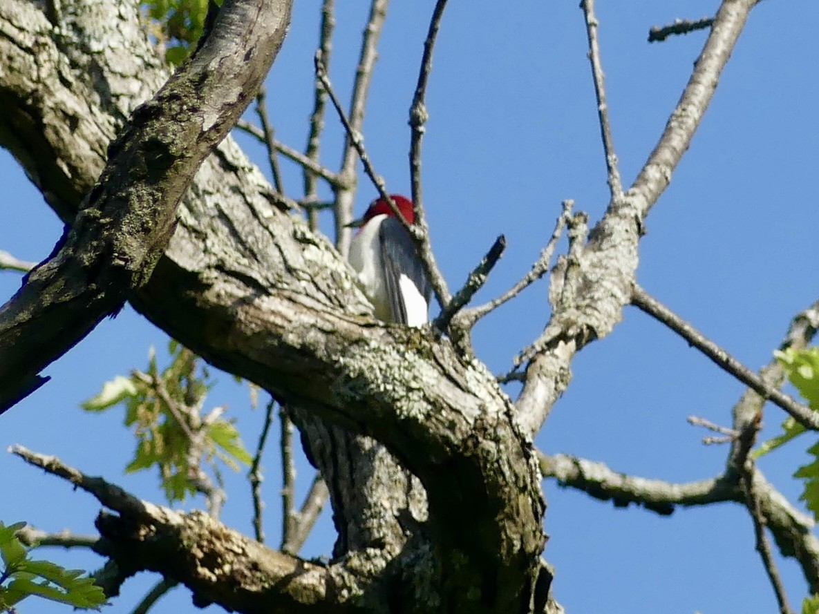 Red-headed Woodpecker - ML634945047