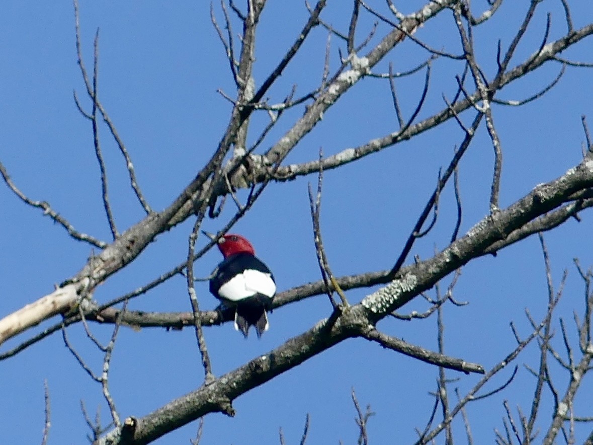 Red-headed Woodpecker - ML634945051