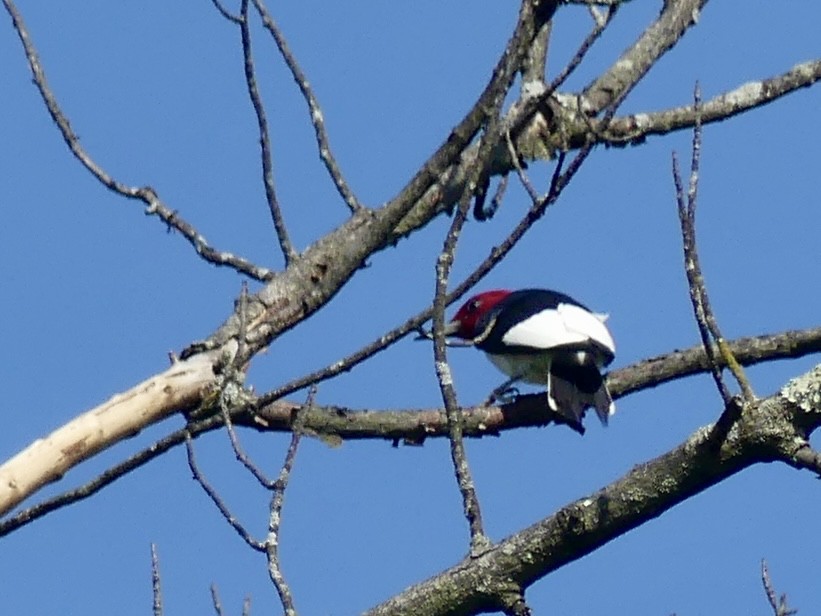 Red-headed Woodpecker - ML634945057