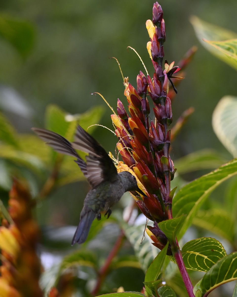 Colibri de Cuvier - ML634945180