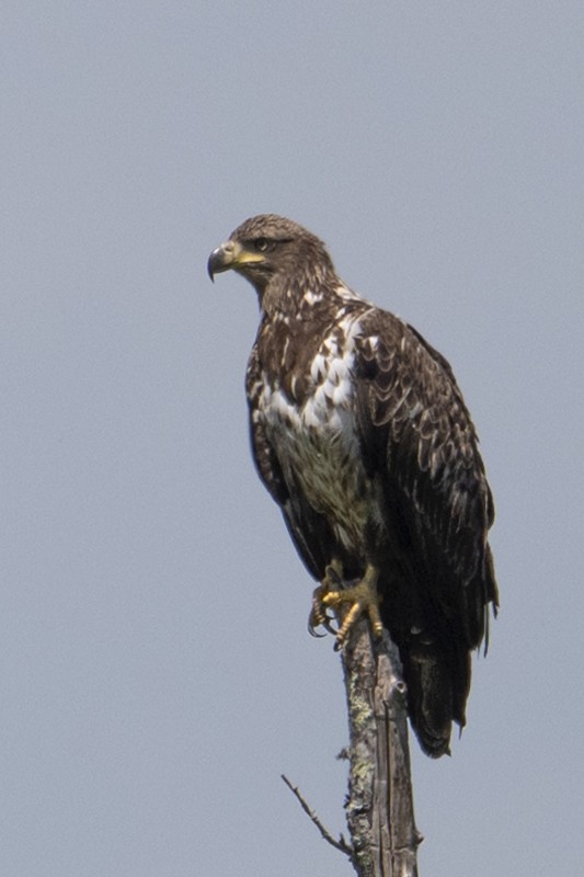 Bald Eagle - ML634945218