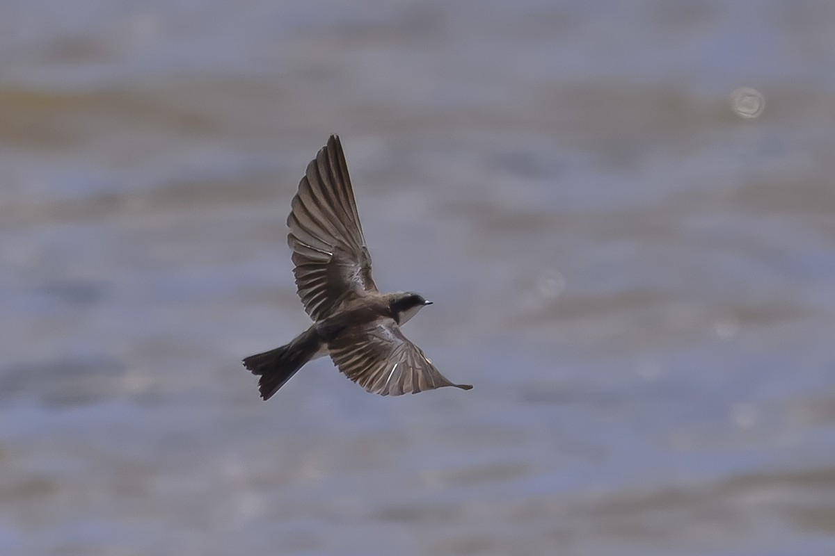 Northern Rough-winged Swallow - ML634945237