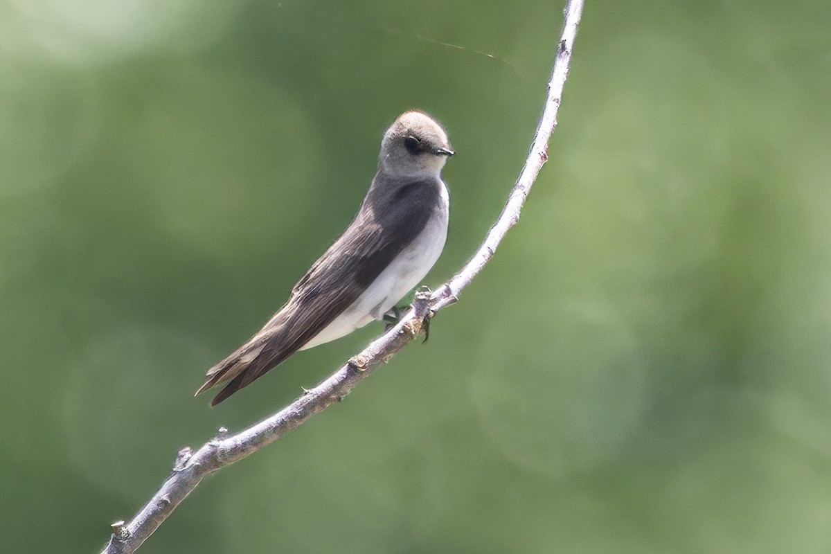 Northern Rough-winged Swallow - ML634945238