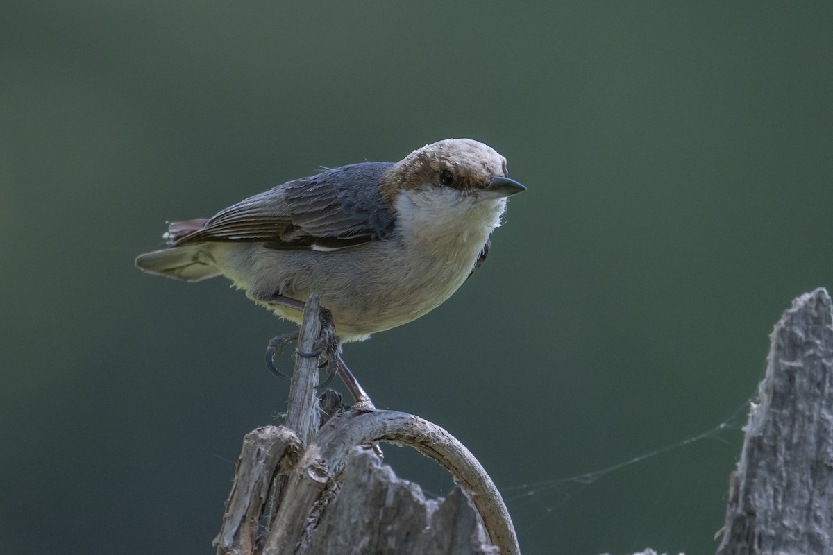 Brown-headed Nuthatch - ML634945251