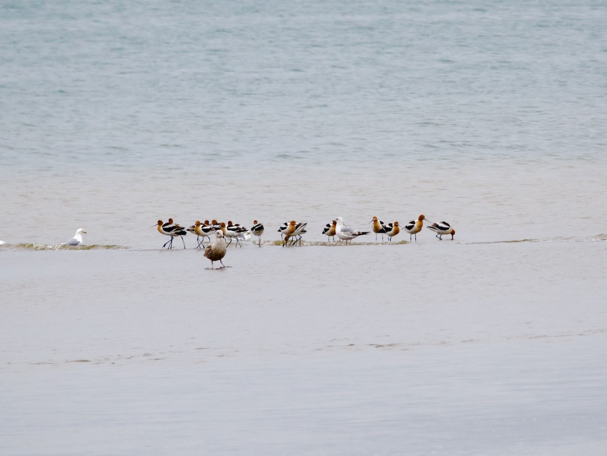 American Avocet - ML634945257