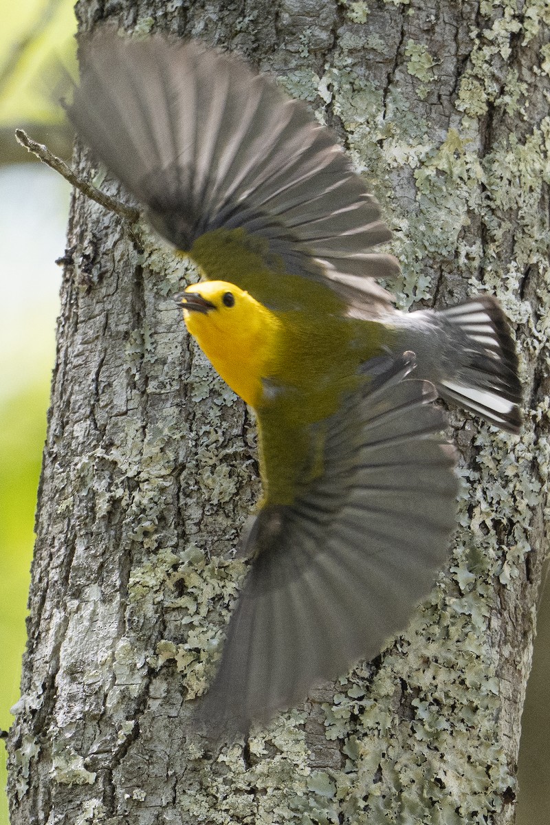 Prothonotary Warbler - ML634945274