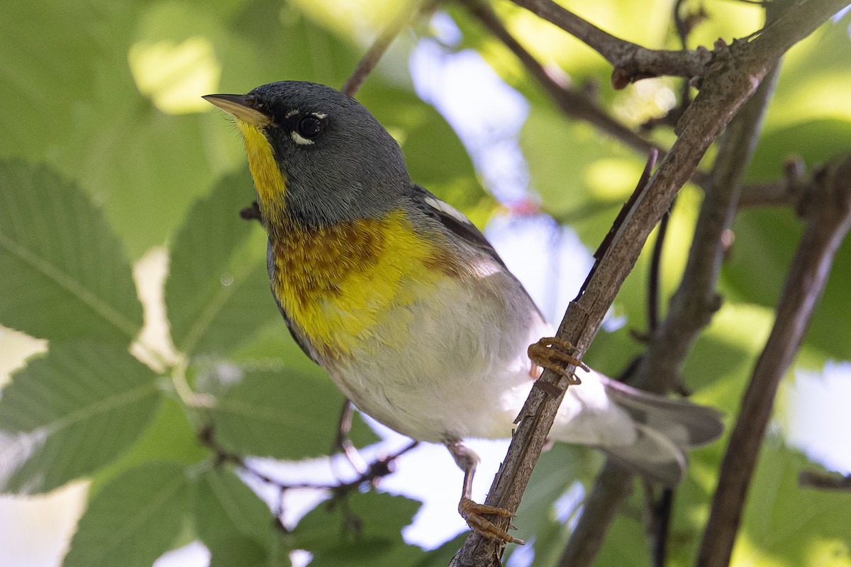 Northern Parula - ML634945299