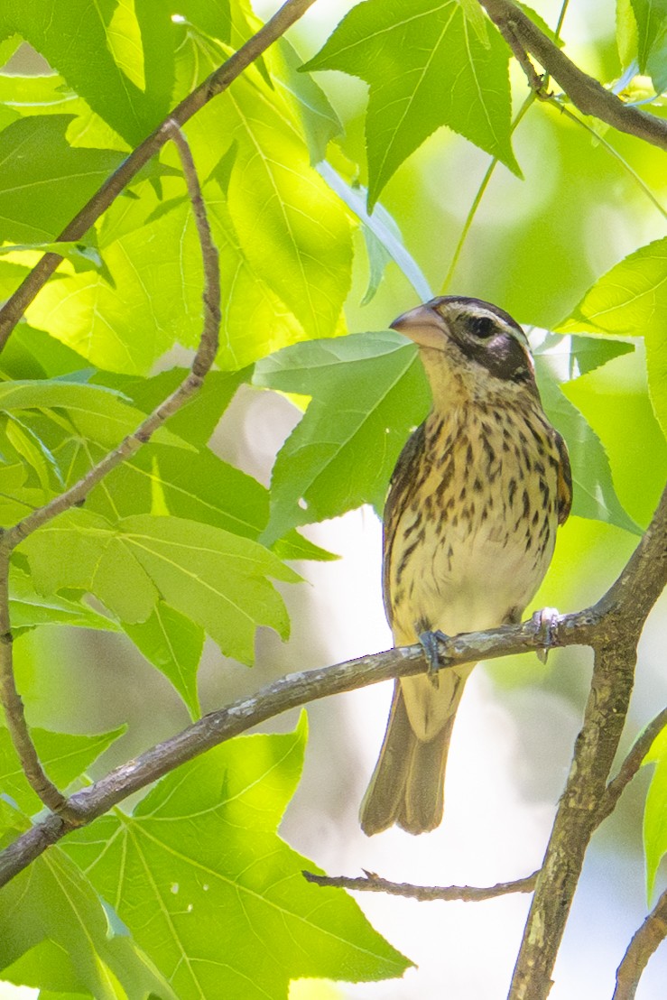 Rose-breasted Grosbeak - ML634945321