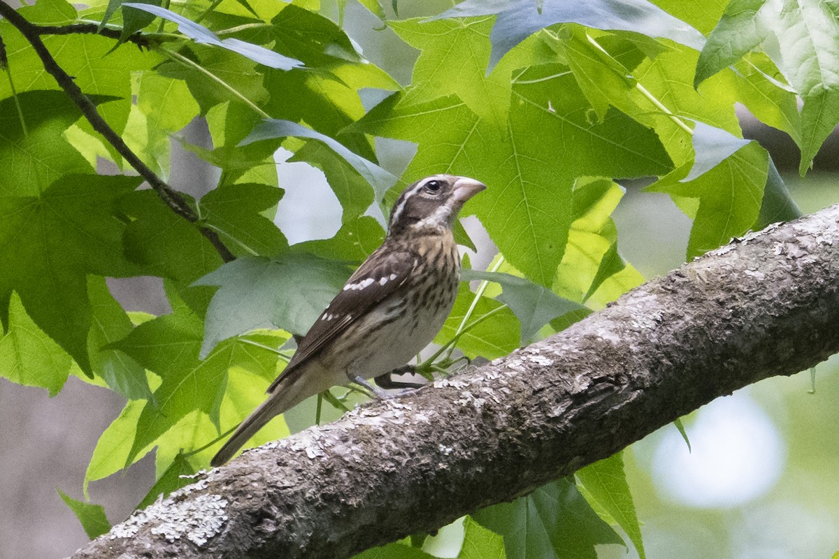 Rose-breasted Grosbeak - ML634945322