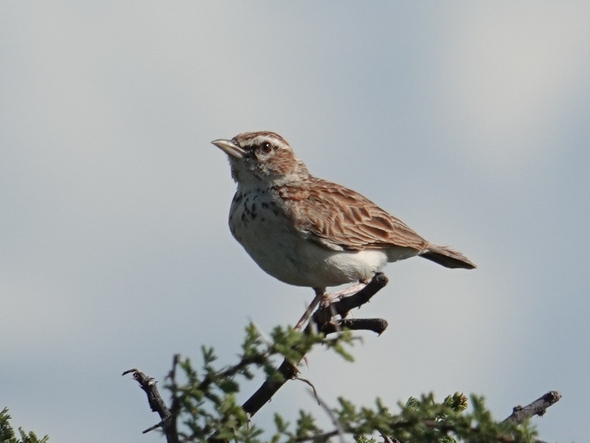 Fawn-colored Lark (Foxy) - ML634945442
