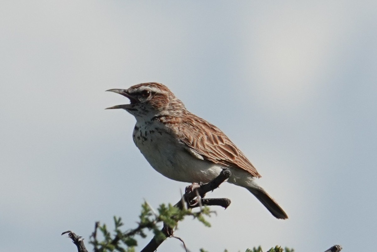 Fawn-colored Lark (Foxy) - ML634945444