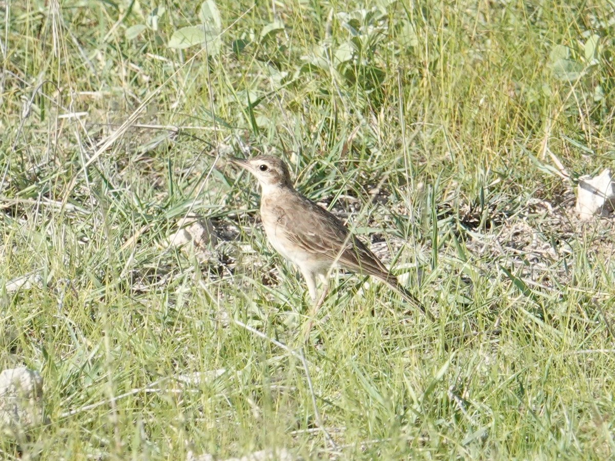 Plain-backed Pipit - ML634945483