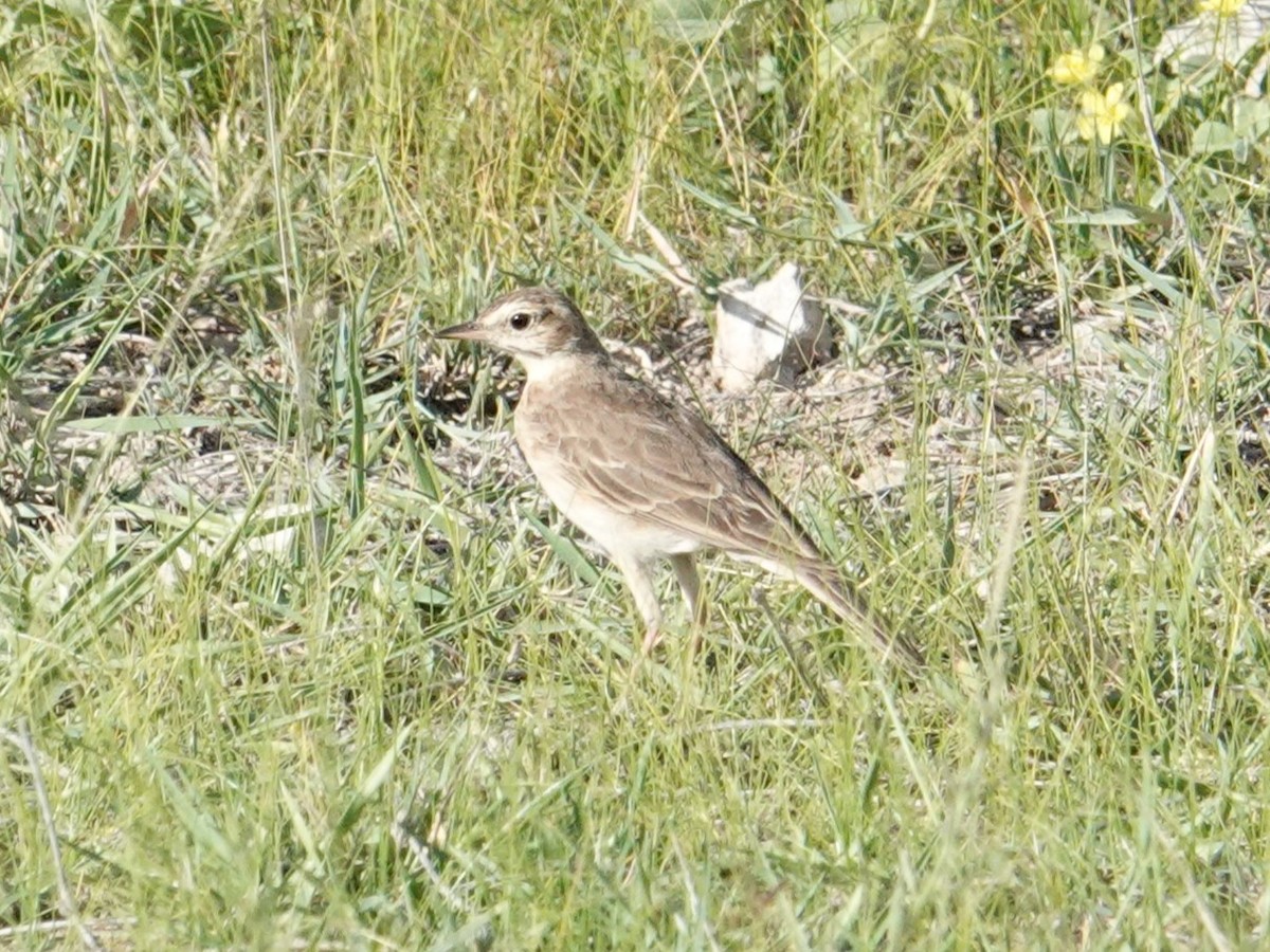 Plain-backed Pipit - ML634945484