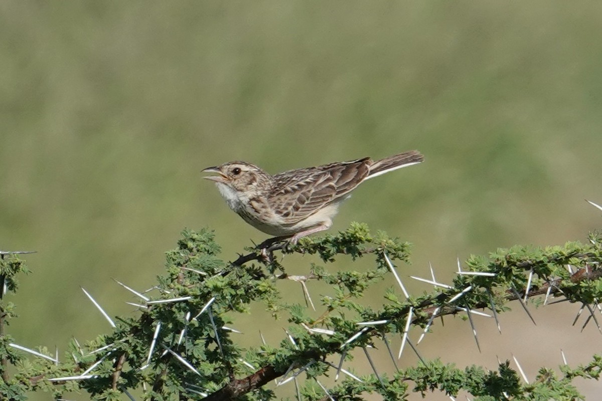 Singing Bushlark (Singing) - ML634945510