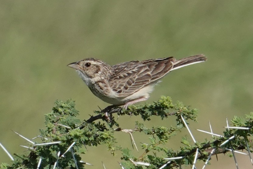 Singing Bushlark (Singing) - ML634945511