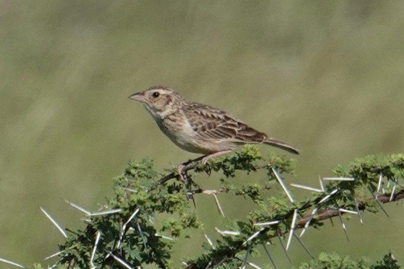 Singing Bushlark (Singing) - ML634945524