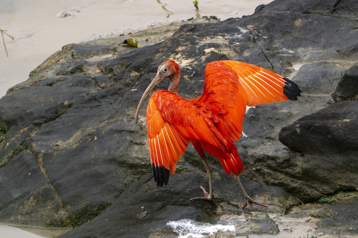 Scarlet Ibis - ML634945623
