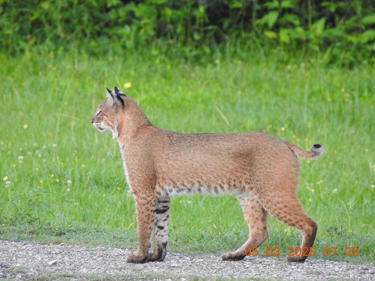 Animals - ML634945662