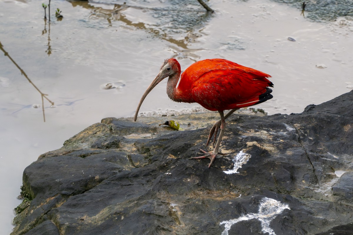 Scarlet Ibis - ML634945669