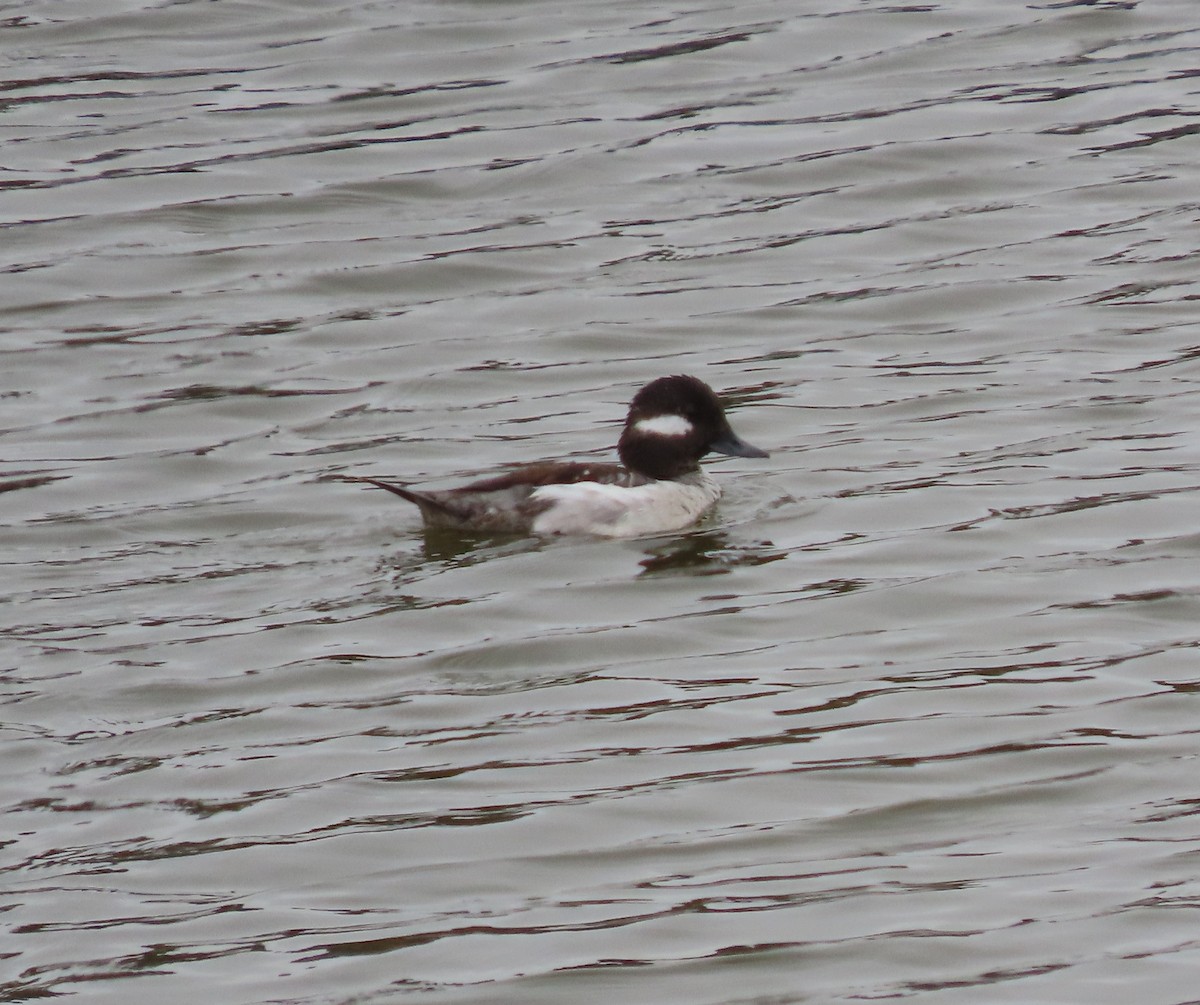 Bufflehead - ML634945678