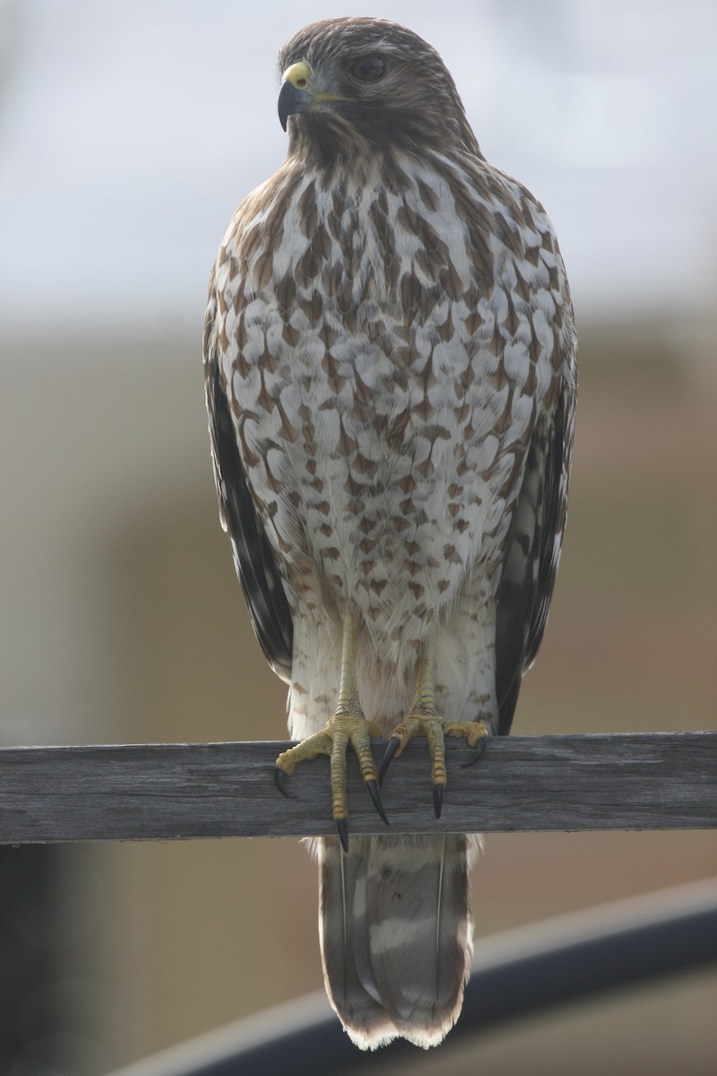 Red-shouldered Hawk - ML634945714