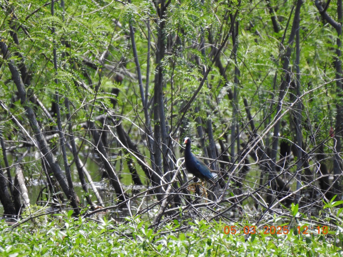 Purple Gallinule - ML634945723