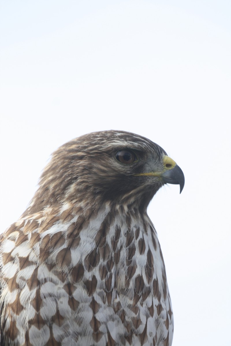 Red-shouldered Hawk - ML634945733