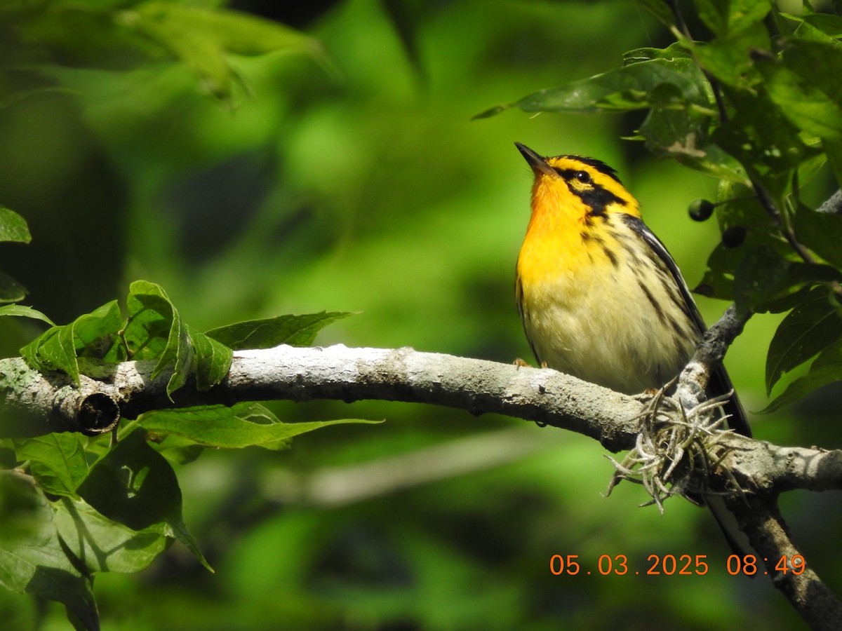 Blackburnian Warbler - ML634945762