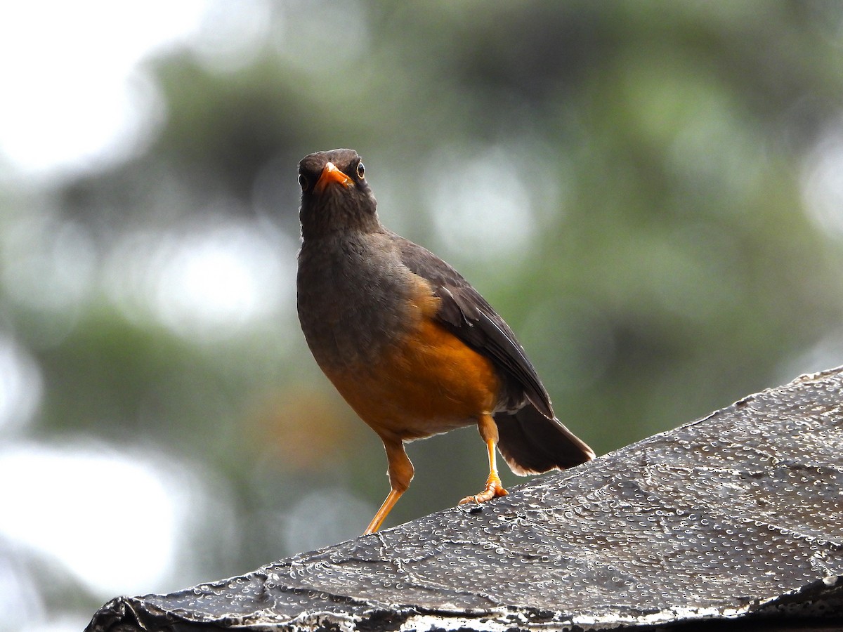 Abyssinian Thrush - ML634945839