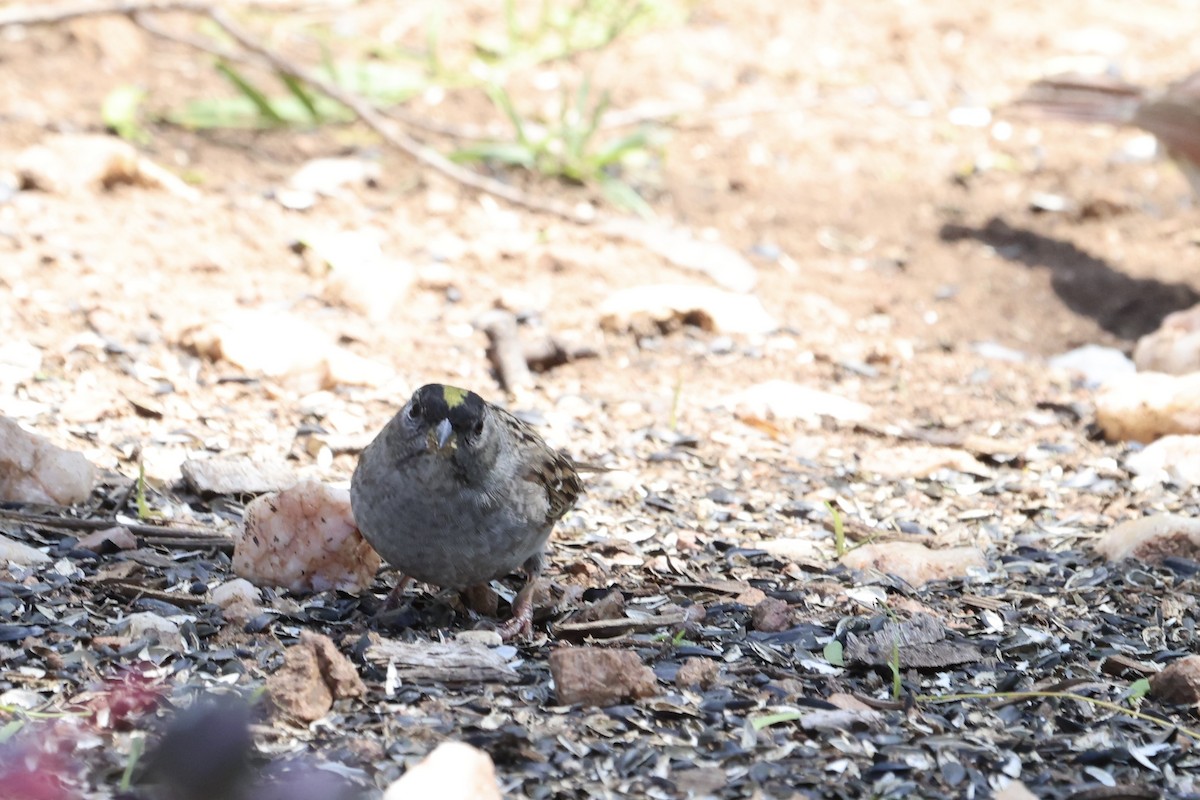 Golden-crowned Sparrow - ML634945857
