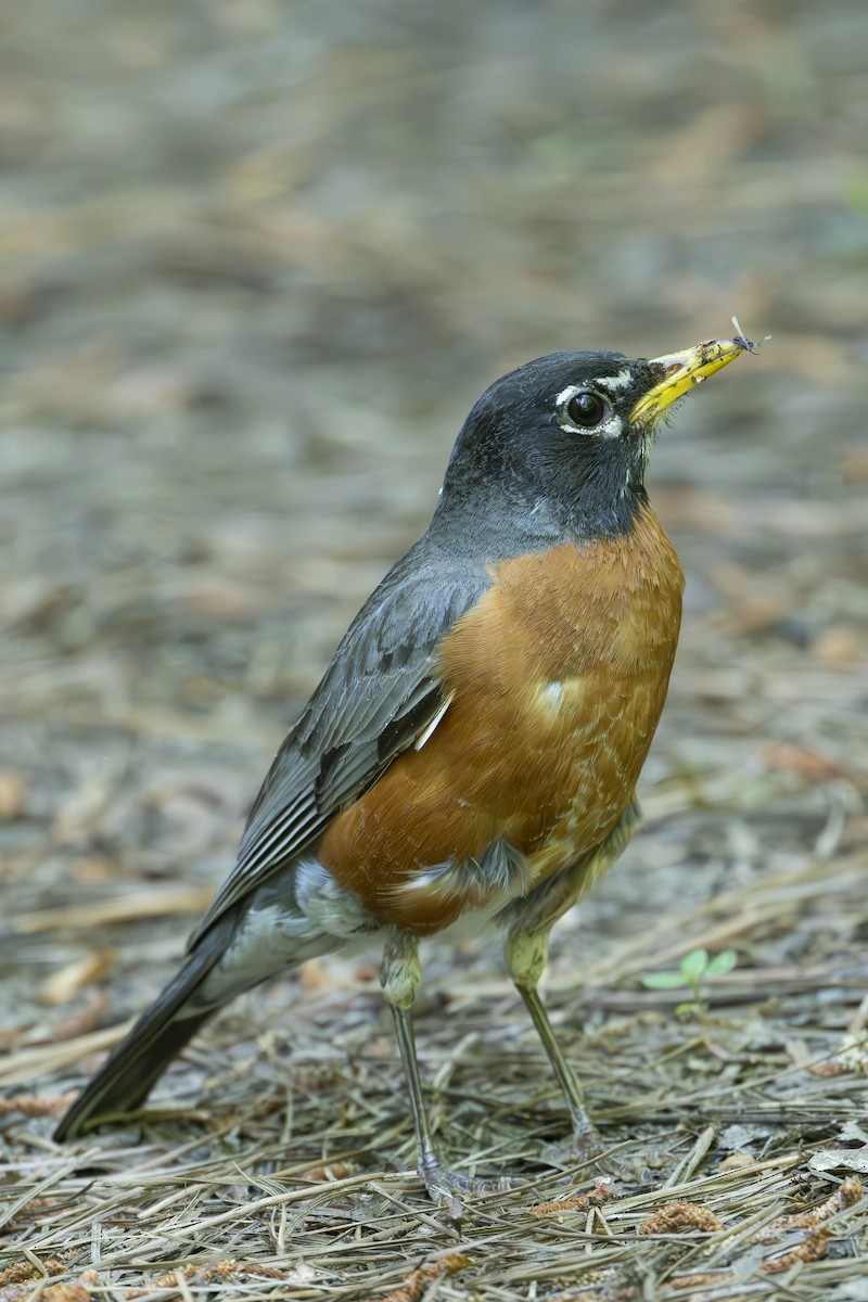 American Robin - ML634945867