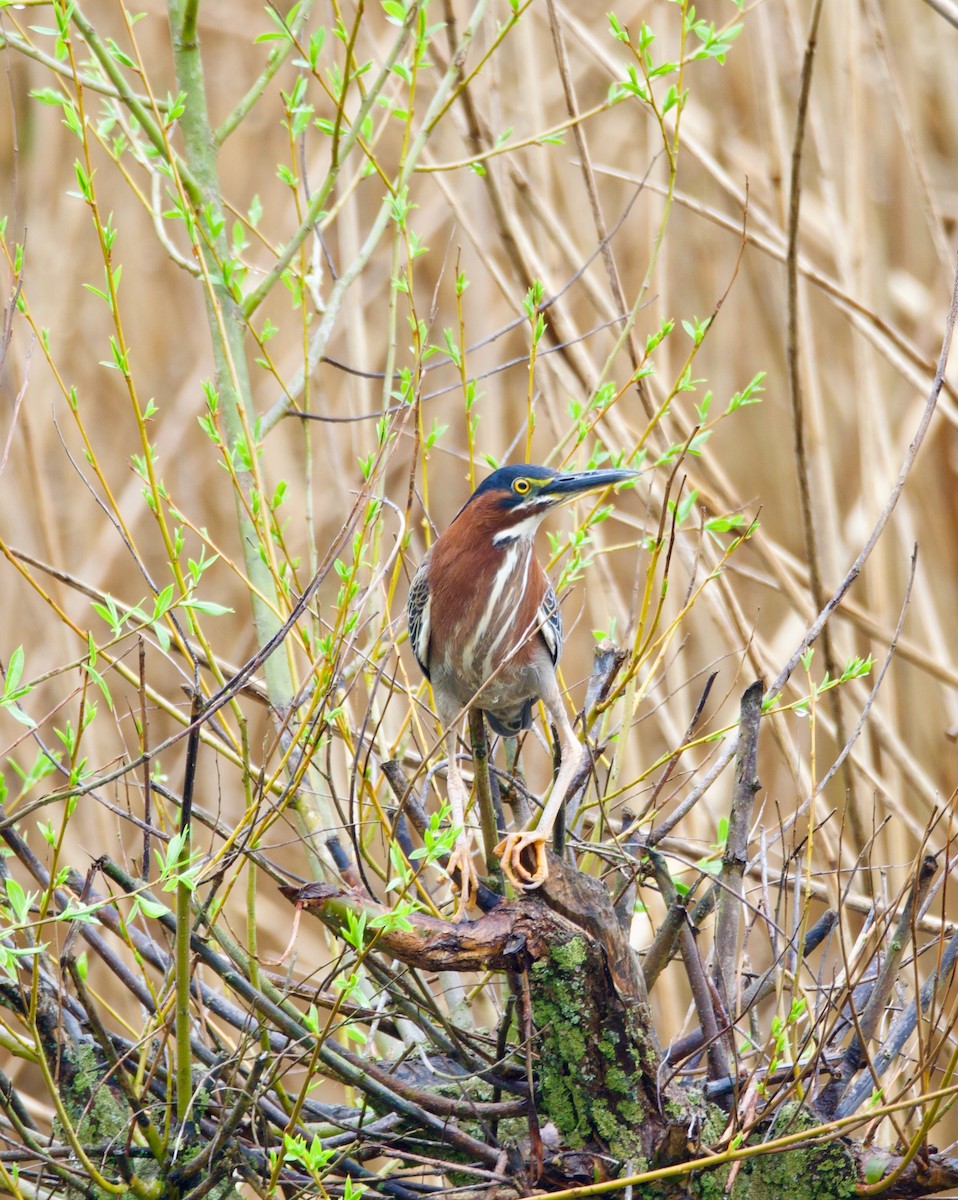 Green Heron - ML634945868