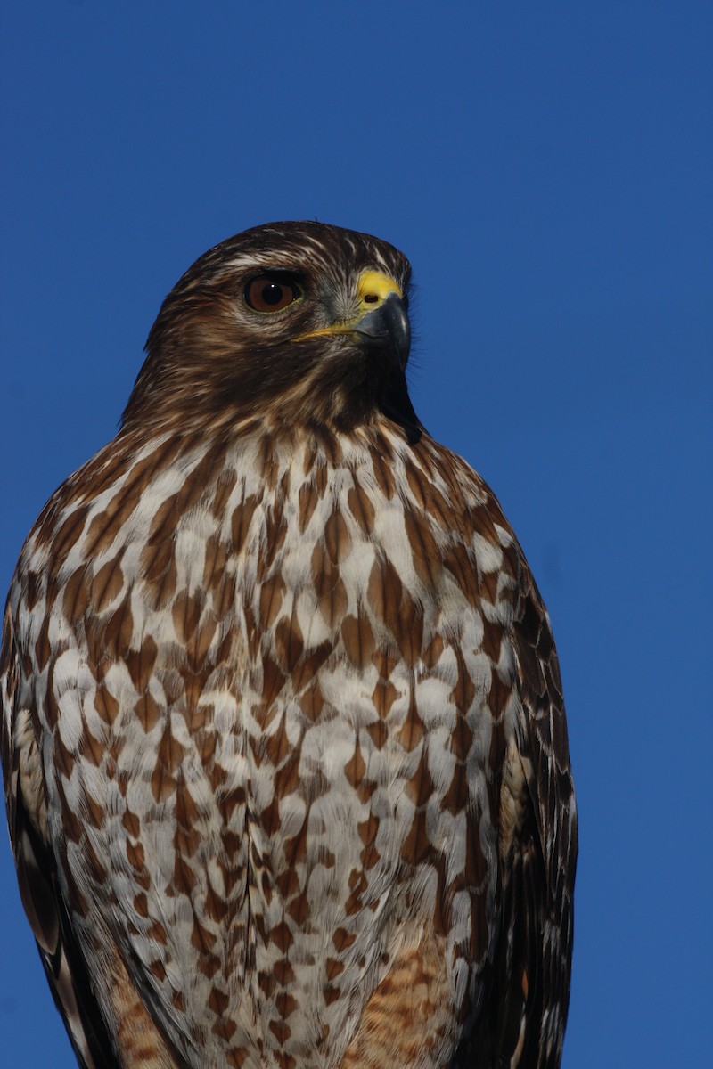 Red-shouldered Hawk - ML634945896