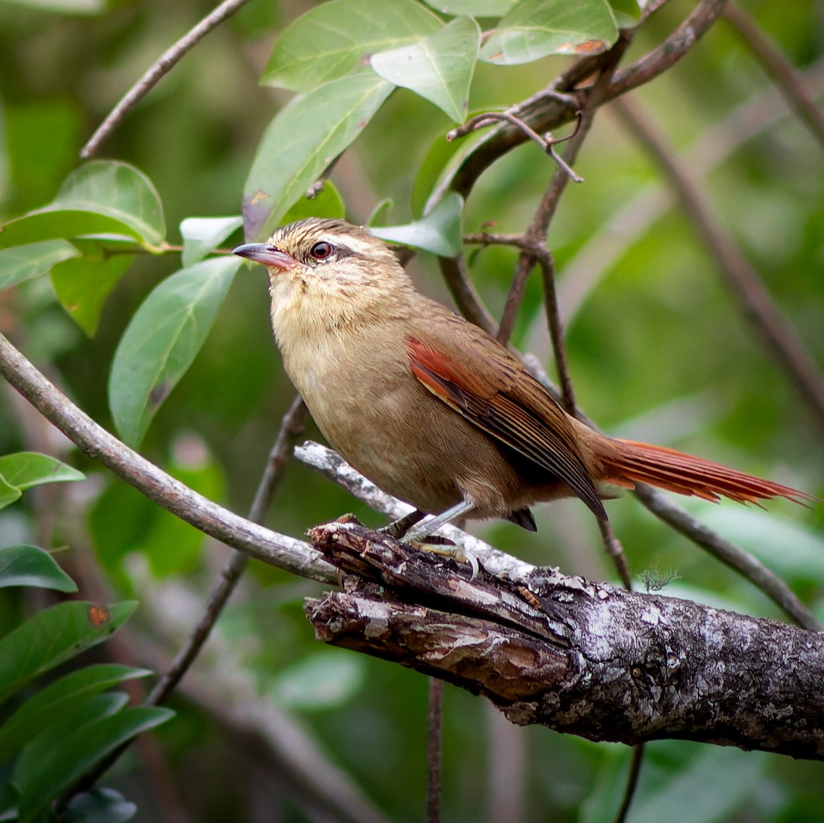 Olive Spinetail - ML634945907