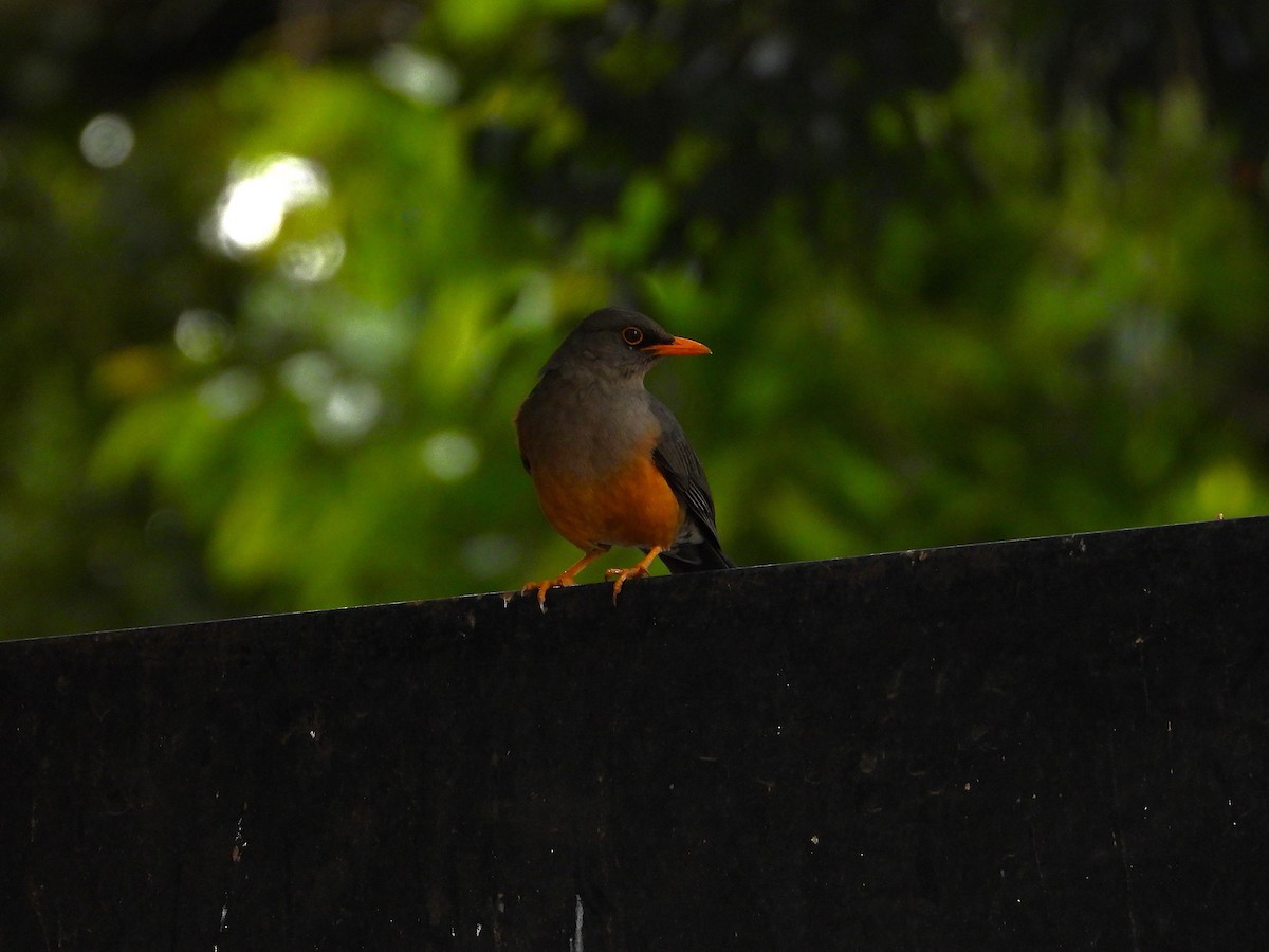 Abyssinian Thrush - ML634945984