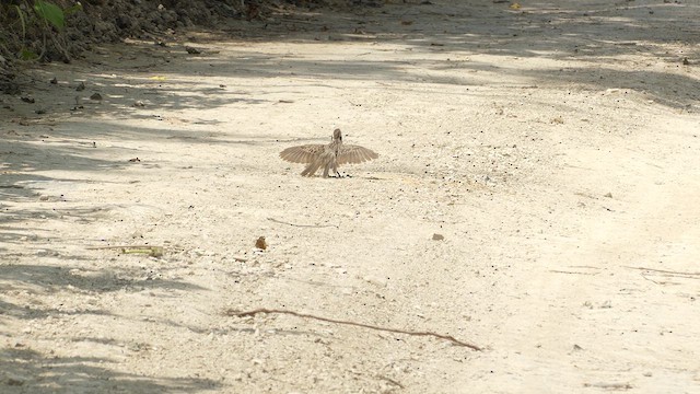 Striped Cuckoo - ML634946040