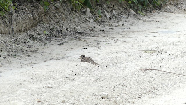 Striped Cuckoo - ML634946042