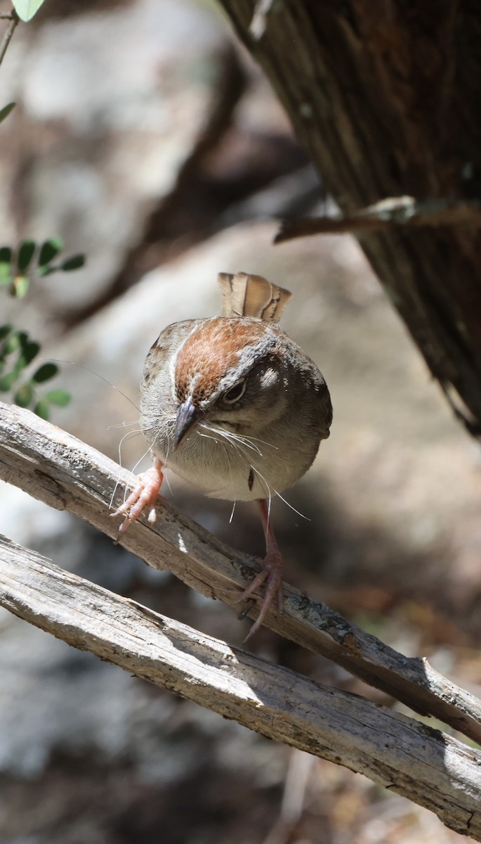 Rufous-crowned Sparrow - ML634946150