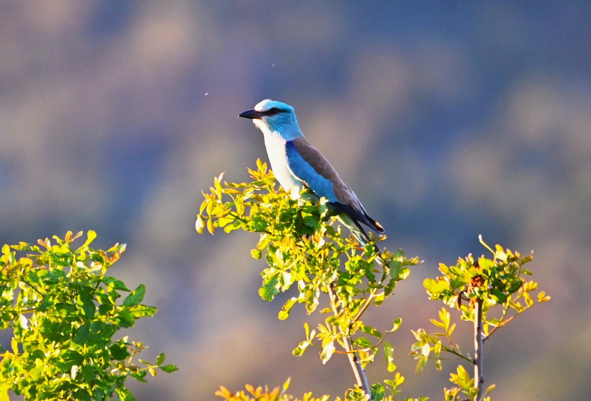 European Roller - ML634946277