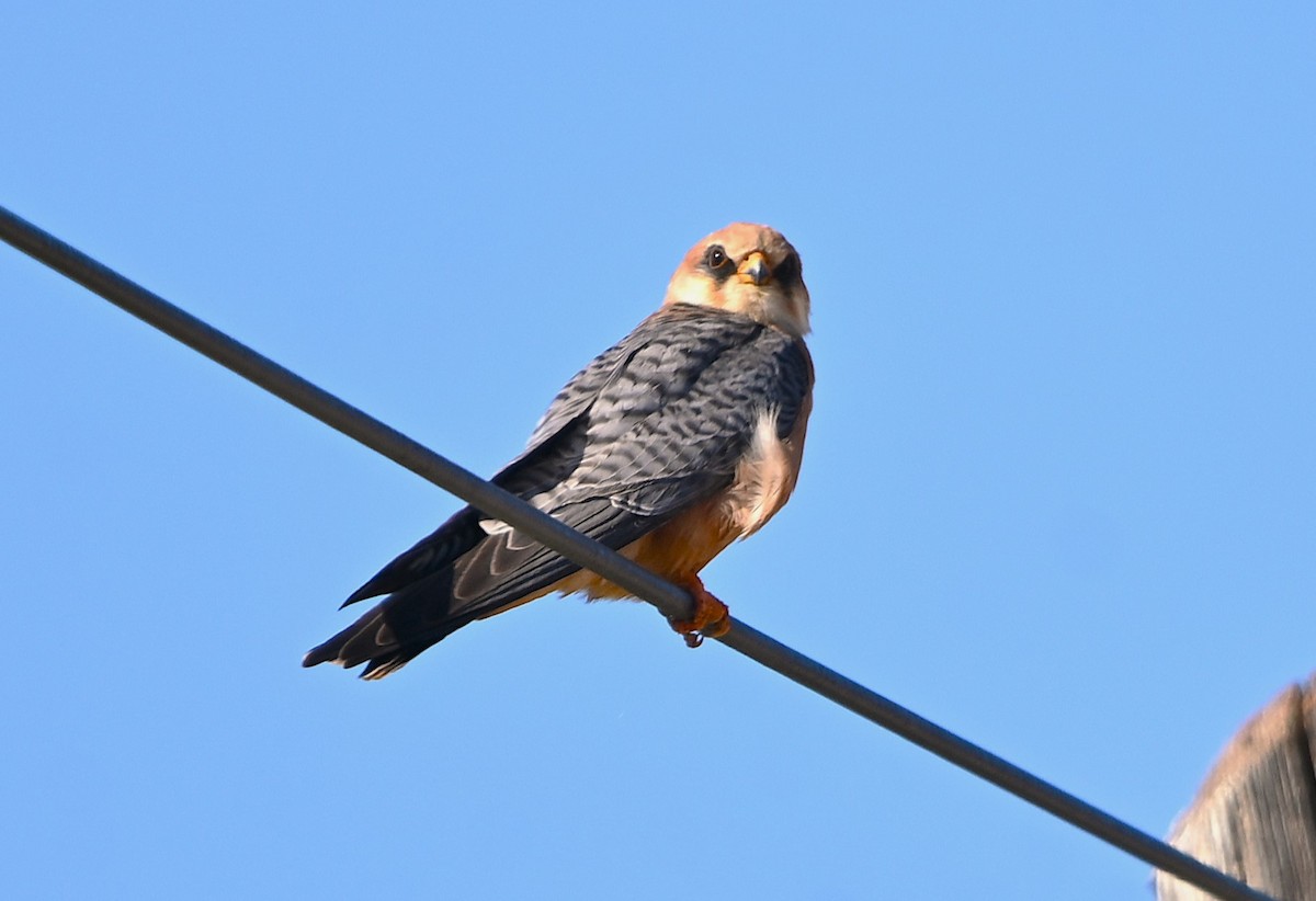 Red-footed Falcon - ML634946304
