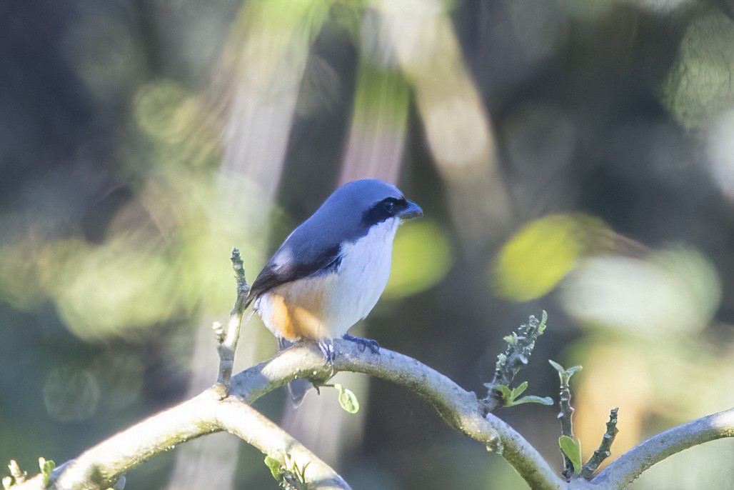 Mountain Shrike - ML634946350