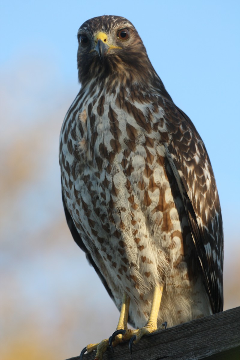 Red-shouldered Hawk - ML634946357
