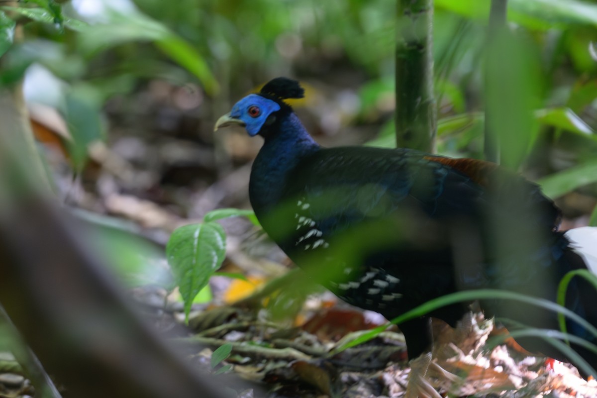 Malayan Crested Fireback - ML634946378
