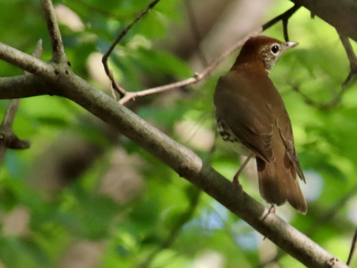 Wood Thrush - ML634946412