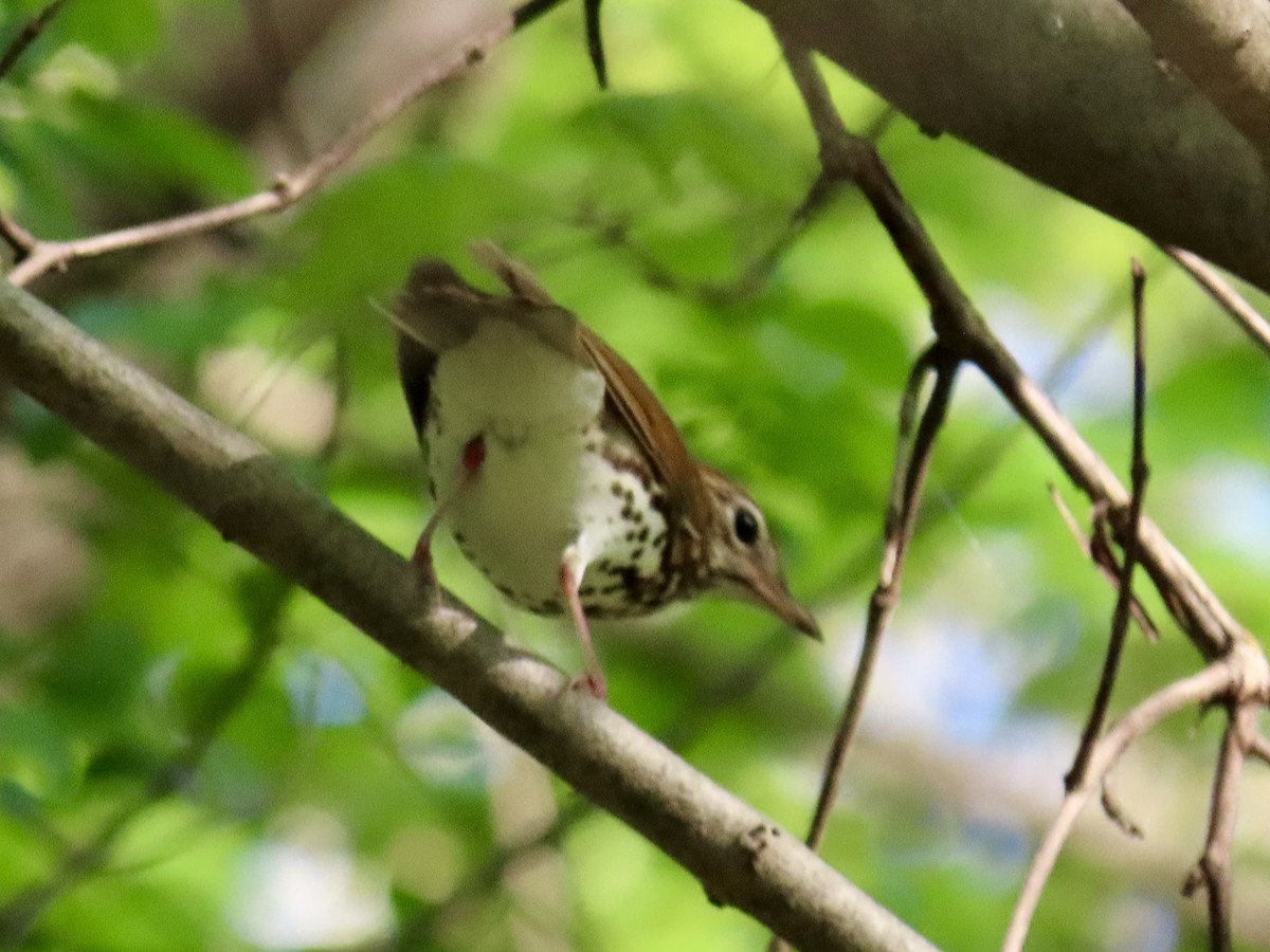 Wood Thrush - ML634946413