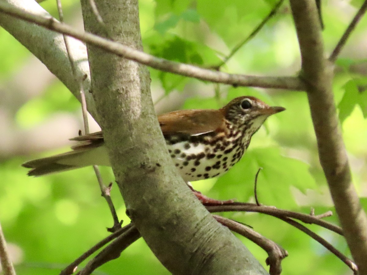 Wood Thrush - ML634946414