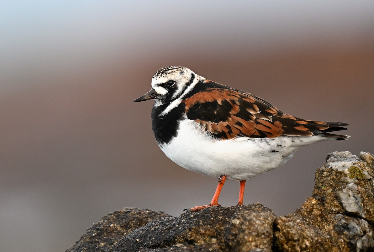 Ruddy Turnstone - ML634946435