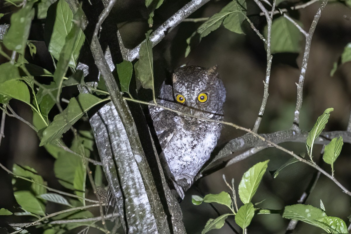Luzon Scops-Owl - ML634946453