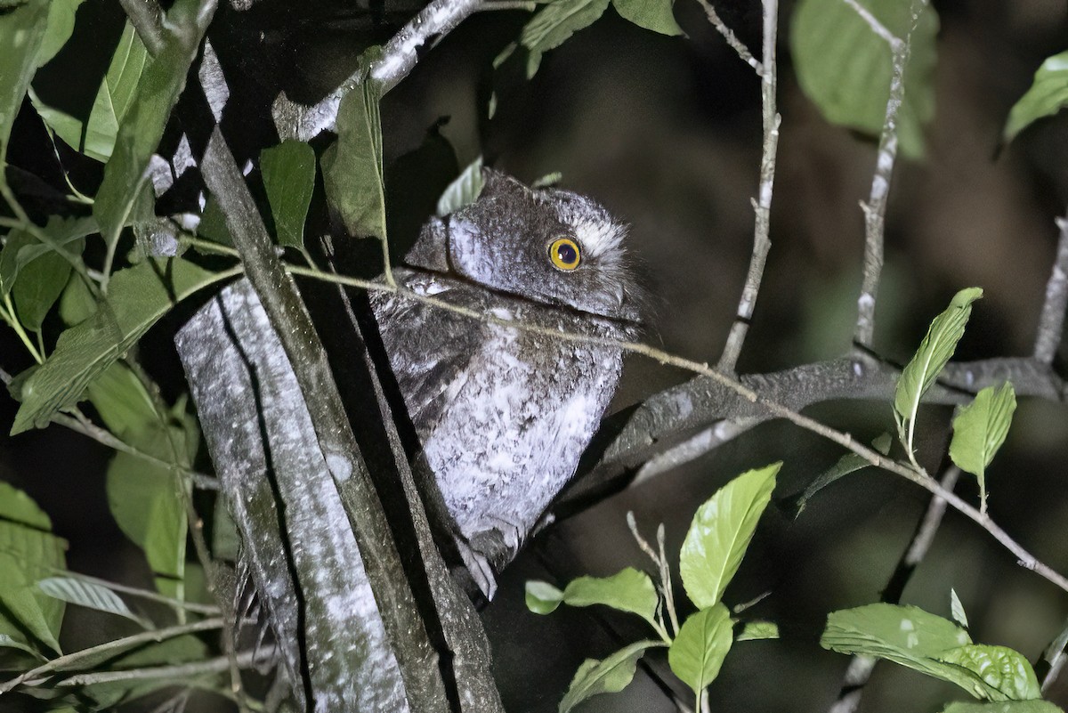 Luzon Scops-Owl - ML634946464